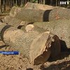 Вирубування лісів: у Чернівецькій області нищать цінні породи дерев