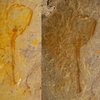 В США найден отпечаток древнейшего организма