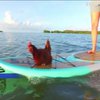 У Флориді курка з господинею катається на воді