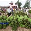 ООН попереджає про загрозу "бананової катастрофи"