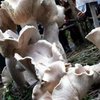 В Китае нашли "короля грибов" (фото) 