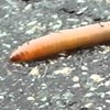 В Австралии найден метровый червь-монстр (фото) 