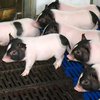 В Китае вырастили "худых" свиней (фото)