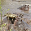 В Танзании несколько десятков бегемотов напали на крокодила (фото, видео)