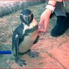 У Харкові оселився перуанський пінгвін
