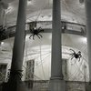 В Белом доме поселились гигантские пауки (фото)