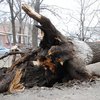 Непогода в Украине: дерево упало на восьмилетнего мальчика