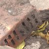 В Бердянске под фундаментом детсада обнаружили останки мамонта (видео) 