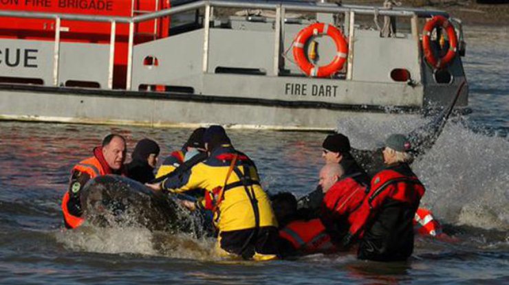 В 2006 году в Темзу заплыл кит