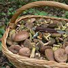 B Ивано-Франковской области от отравления грибами умер пятилетний ребенок