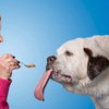 Смешное видео: собака с самым длинным языком попала в книгу рекордов 