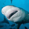 Шокирующее видео: акула-бык проглотила GoPro, а та продолжала снимать