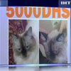 У Дубаї знайшли загубленого туристами кота