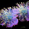 Космические цветы: макросъемка в ультрафиолете