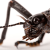 В Австралии нашли "вымершее" сто лет назад насекомое 