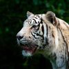 В Индии тигры растерзали смотрителя парка 