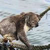 В Австралии коала заплыла в море и не смогла сама выбраться (фото)