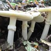 Во Львовской области люди массово отравились грибами