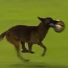 Полицейская собака отняла мяч у футболистов во время матча (видео)
