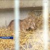 У зоопарку Хмельницького левиця "Тіара" народила трійню (відео)