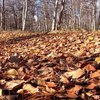 В Украине потеплеет до +18: погода на 14 ноября