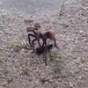 Смертельную схватку осы и тарантула сняли на видео