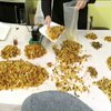На Рівненщині іноземець організував нелегальну обробку бурштину (відео)