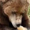 У Хорватії дідусь рятує та приручає ведмедів для власного зоопарку