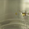 Вчені США навчили бджолу сідати на воду (відео)