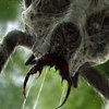 Гигантский паук взял в плен девушку (видео)