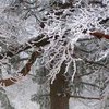 Погода на 22 ноября: Украину засыплет мокрым снегом