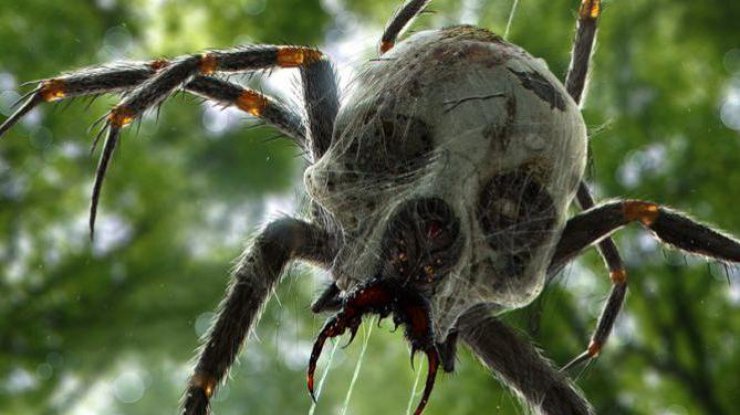 Бьянка Меррик не смогла выйти из транспорта из-за гигантского паука