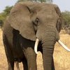 В Индии слон растоптал мужчину (фото)