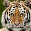 "Пытался накормить деньгами": в цирке тигр откусил пьяному мужчине пальцы