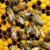 В США в ДТП погибли пчелы стоимостью более 1$ миллиона (фото)