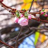 На Закарпатье наступила "весна": в ноябре зацвела сакура (фото)