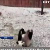 У Китаї панда вперше побачила сніг (відео)