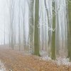 Сильный туман и мороз: погода в Украине на 9 ноября