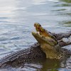 В Малайзии крокодил съел рыбака