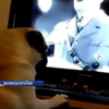 Шотландец научил собаку любить Гитлера