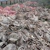 Жуткие фото: в Одессе обнаружили груды скелетов скота