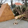 В центре Словакии "улетела" главная елка страны (фото)