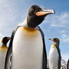 Первые пингвины были два метра ростом - ученые