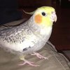 Попугай научился петь мелодию iPhone (видео) 