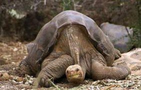 Абингдонская слоновая черепаха. 24 июня 2012 года. Последний представитель - Одинокий Джордж, умерший в возрасте более 100 лет