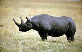 Западный черный носорог. 2011 год. Вид стал жертвой браконьерства