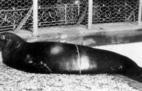 Карибский тюлень-монах. 2008 год. Последний раз был замечен в 1952 году, однако официально вымершим был признан в 2008 году