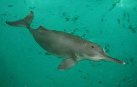 Китайский речной дельфин. Последняя особь была замечена в 2007 году