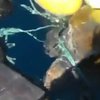 Черепаха запуталась в 800 кг наркотиков (видео)