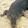 Жена с соседями нашла тело мужа, которое ел крокодил